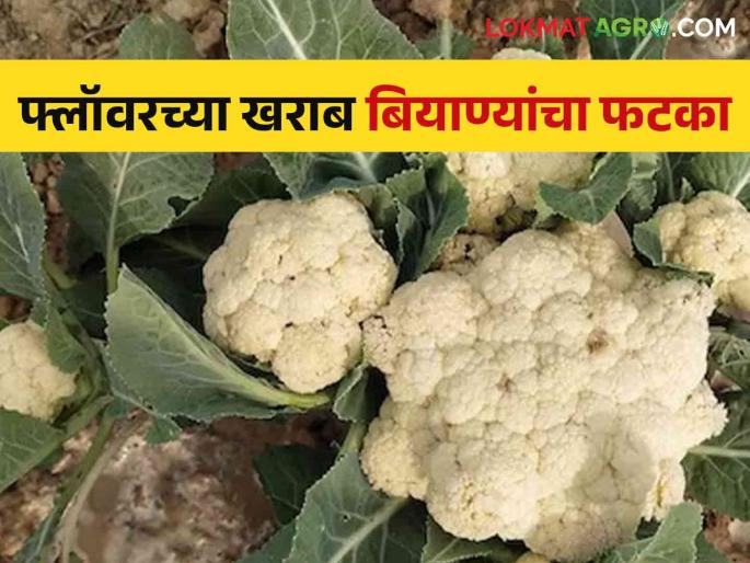 Latest News Loss of four lakhs to nashik farmer due to bad seed of Cauliflower | Agriculture News : दोन महिने फुलकोबीचं पीक लहानाचं मोठं केलं, मात्र खराब बियाणामुळे लाखोंचा फटका!