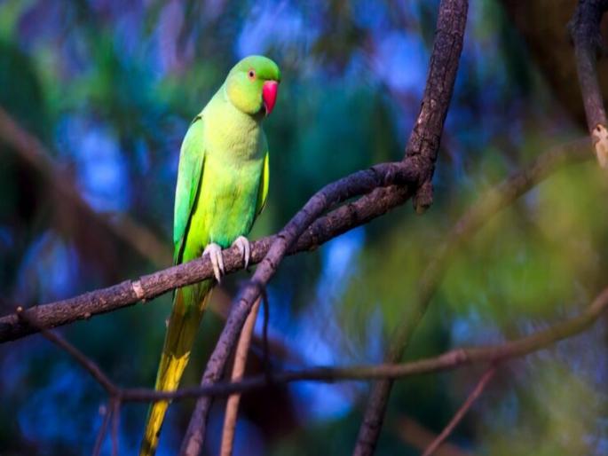 Parrot Owner Fined ₹ 74 Lakh After Bird Injures Doctor In Taiwan | पाळीव पोपटानं 'असं' काही केले, ज्यानं मालकाला २ महिने जेल अन् ७४ लाखांचं नुकसान झालं Parrot Owner Fined ₹ 74 Lakh After Bird Injures Doctor In Taiwan | पाळीव पोपटानं 'असं' काही केले, ज्यानं मालकाला २ महिने जेल अन् ७४ लाखांचं नुकसान झालं