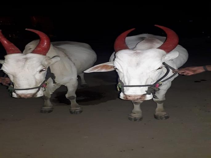 When Poshinda went to her parents, her body was tears | पोशिंदा बाप गेल्याने हावश्या पोपट्याला झाले अश्रू अनावर When Poshinda went to her parents, her body was tears | पोशिंदा बाप गेल्याने हावश्या पोपट्याला झाले अश्रू अनावर