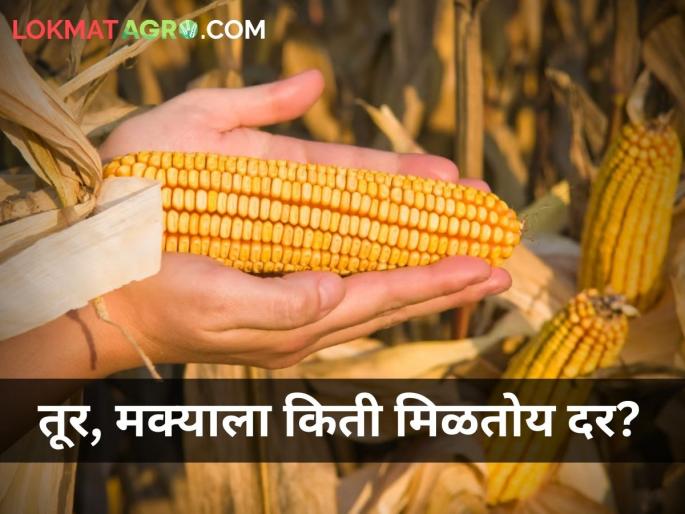 maharashtra farmer agriculture tur and corn market yard price | तूर, मक्याचे आजचे दर किती? maharashtra farmer agriculture tur and corn market yard price | तूर, मक्याचे आजचे दर किती?