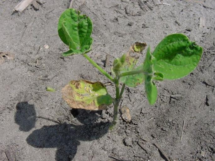 Punchnama done; But did not get the amount of seeds! | पंचनामे केले; पण बियाण्याची मिळाली नाही रक्कम! Punchnama done; But did not get the amount of seeds! | पंचनामे केले; पण बियाण्याची मिळाली नाही रक्कम!