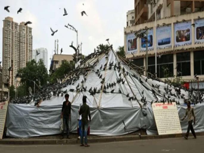 Supreme Court refuses to interfere with Bombay High Court order on pigeon house issue | मुंबई उच्च न्यायालयाच्या आदेशात हस्तक्षेप करण्यास सर्वोच्च न्यायालयाचा नकार Supreme Court refuses to interfere with Bombay High Court order on pigeon house issue | मुंबई उच्च न्यायालयाच्या आदेशात हस्तक्षेप करण्यास सर्वोच्च न्यायालयाचा नकार