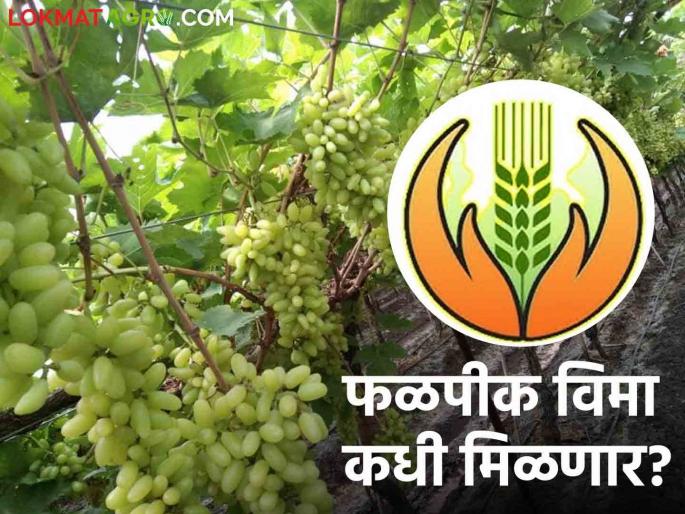 Crop Insurance: When will you get crop insurance money? 344 crore approved but still no benefit to farmers | Crop Insurance : फळपिक विम्याचे पैसे कधी मिळणार? ३४४ कोटी मंजूर पण अद्यापही शेतकऱ्यांना लाभ नाही Crop Insurance: When will you get crop insurance money? 344 crore approved but still no benefit to farmers | Crop Insurance : फळपिक विम्याचे पैसे कधी मिळणार? ३४४ कोटी मंजूर पण अद्यापही शेतकऱ्यांना लाभ नाही