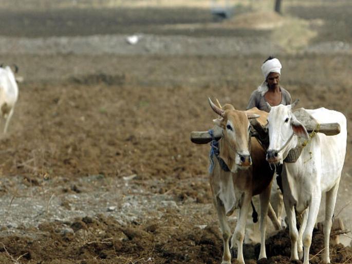 Editorial on farmers in crisis due to lumpy virus and Rain, Inconsistencies need to be seriously considered at the government level | किती ‘झोडपणार’?; सरकारी पातळीवर विसंगतींबाबत गांभीर्याने विचार होणे आवश्यक Editorial on farmers in crisis due to lumpy virus and Rain, Inconsistencies need to be seriously considered at the government level | किती ‘झोडपणार’?; सरकारी पातळीवर विसंगतींबाबत गांभीर्याने विचार होणे आवश्यक