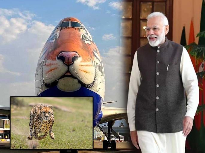 Tiger plane to bring cheetahs to India; The last darshan happened in 1948 | चित्त्यांना भारतात घेऊन येणार वाघाचे विमान; १९४८ साली झालं होतं अखेरचं दर्शन Tiger plane to bring cheetahs to India; The last darshan happened in 1948 | चित्त्यांना भारतात घेऊन येणार वाघाचे विमान; १९४८ साली झालं होतं अखेरचं दर्शन