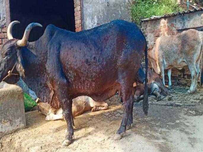 Editorial on lumpy skin disease on Animal | लम्पी - माणसे झाली, आता जनावरांवर घाला?  Editorial on lumpy skin disease on Animal | लम्पी - माणसे झाली, आता जनावरांवर घाला?