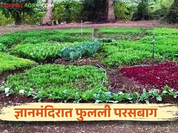 School Garden : Read in detail how to get tasty vegetables for children | School Garden : श्रमदान, स्वखर्चातून फुलली परसबाग; मिळणार मुलांना चविष्ट भाजी कशी ते वाचा सविस्तर School Garden : Read in detail how to get tasty vegetables for children | School Garden : श्रमदान, स्वखर्चातून फुलली परसबाग; मिळणार मुलांना चविष्ट भाजी कशी ते वाचा सविस्तर