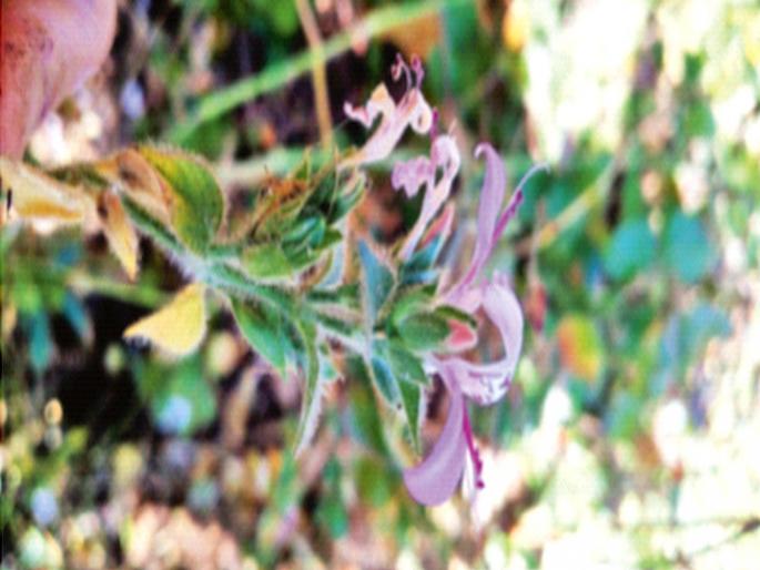 New plant: Even bescorched in the forest blooms again The researchers found the wonder of nature | नवी वनस्पती : वणव्यात होरपळूनही ‘ती’ पुन्हा बहरते, फुलते! संशोधकांना आढळले निसर्गातील आश्चर्यच New plant: Even bescorched in the forest blooms again The researchers found the wonder of nature | नवी वनस्पती : वणव्यात होरपळूनही ‘ती’ पुन्हा बहरते, फुलते! संशोधकांना आढळले निसर्गातील आश्चर्यच