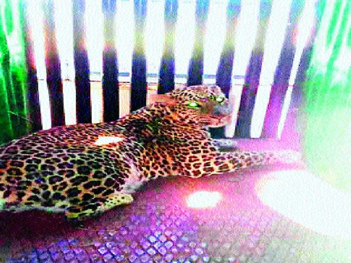 Leopard attack woman | महिलेवर हल्ला करणारा बिबट्या अखेर जेरबंद Leopard attack woman | महिलेवर हल्ला करणारा बिबट्या अखेर जेरबंद