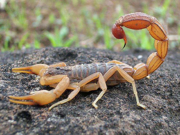 Two thousand people were bitten by a scorpion in the district | जिल्ह्यात दोन हजार नागरिकांना विंचूचा चावा Two thousand people were bitten by a scorpion in the district | जिल्ह्यात दोन हजार नागरिकांना विंचूचा चावा
