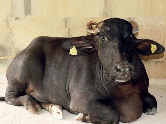 Uttar Pradesh Strange incident in Ghaziabad pregnant buffalo stabbed with a knife over minor altercation in moradabad | गाझियाबादमध्ये विचित्र घटना; बदला घेण्यासाठी गर्भवती म्हशीवर केले चाकूने वार Uttar Pradesh Strange incident in Ghaziabad pregnant buffalo stabbed with a knife over minor altercation in moradabad | गाझियाबादमध्ये विचित्र घटना; बदला घेण्यासाठी गर्भवती म्हशीवर केले चाकूने वार