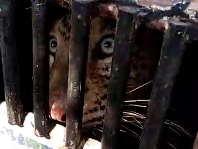 Leopards finally trapped in a cage set up by the forest department in Madhi area | मढी परिसरात वन विभागाने लावलेल्या पिंज-यात बिबट्या अखेर जेरबंद Leopards finally trapped in a cage set up by the forest department in Madhi area | मढी परिसरात वन विभागाने लावलेल्या पिंज-यात बिबट्या अखेर जेरबंद