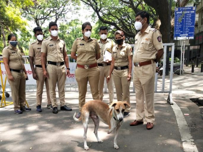 'Salute'! 'Raja' dog who was carrying 'duty' with Pune police during the curfew | 'कडक सॅल्यूट'! अपंग असूनही संचारबंदीच्या काळात पुणे पोलिसांच्या खांद्याला खांदा लावून 'ड्युटी' बजावणारा 'राजा' 'Salute'! 'Raja' dog who was carrying 'duty' with Pune police during the curfew | 'कडक सॅल्यूट'! अपंग असूनही संचारबंदीच्या काळात पुणे पोलिसांच्या खांद्याला खांदा लावून 'ड्युटी' बजावणारा 'राजा'