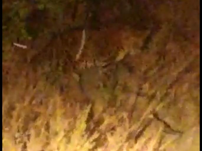 Leopards on the border of Gadegaon in Pandharpur taluka; Video taken by JCB driver | पंढरपूर तालुक्यातील गादेगावच्या सीमेवर बिबट्या; जेसेबी चालकाने काढला व्हिडिओ