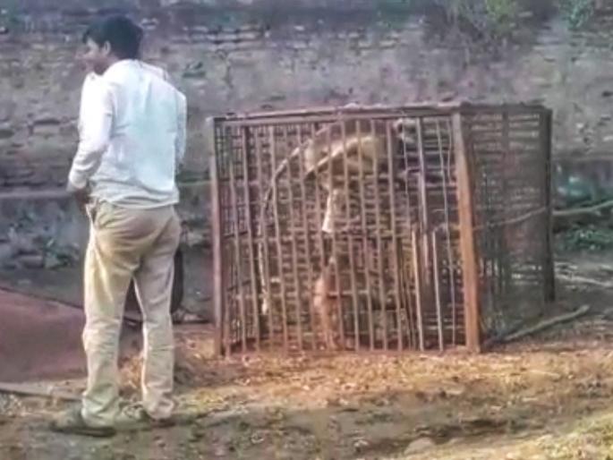 monkeys' revenge stopped ! Nagpur Forest Department team caught two monkeys in two hours | वानरांच्या सुडसत्राला लगाम ! नागपूर वन विभागाच्या पथकाने दोन तासातच पकडली दोन वानरे monkeys' revenge stopped ! Nagpur Forest Department team caught two monkeys in two hours | वानरांच्या सुडसत्राला लगाम ! नागपूर वन विभागाच्या पथकाने दोन तासातच पकडली दोन वानरे