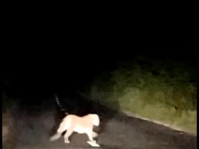 Leopard Sighting in Malshiras Taluka; An atmosphere of fear among citizens | माळशिरस तालुक्यात बिबट्याचे दर्शन; नागरिकांमध्ये भितीचे वातावरण Leopard Sighting in Malshiras Taluka; An atmosphere of fear among citizens | माळशिरस तालुक्यात बिबट्याचे दर्शन; नागरिकांमध्ये भितीचे वातावरण