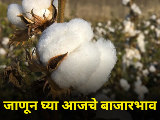 maharashtra agriculture farmer producer market yard rate today onion cotton soybean | जाणून घ्या आजचे बाजारभाव maharashtra agriculture farmer producer market yard rate today onion cotton soybean | जाणून घ्या आजचे बाजारभाव