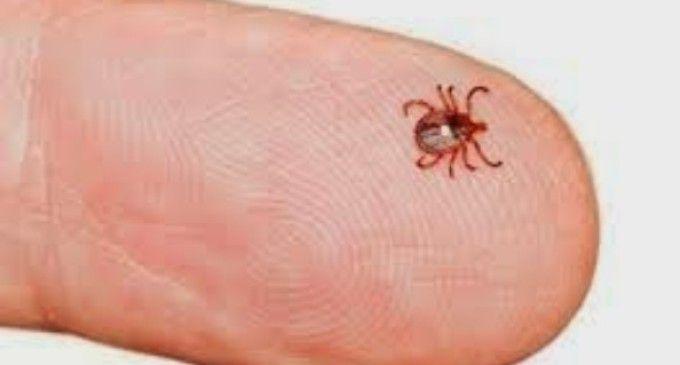 Two women die due to scrub typhus | स्क्रब टायफसमुळे दोन महिलांचा मृत्यू