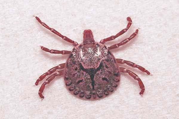 186 patients of Scrab Typhus, 29 deaths in Nagpur | नागपुरात स्क्रब टायफसचे १८६ रुग्ण , २९ जणांचा मृत्यू