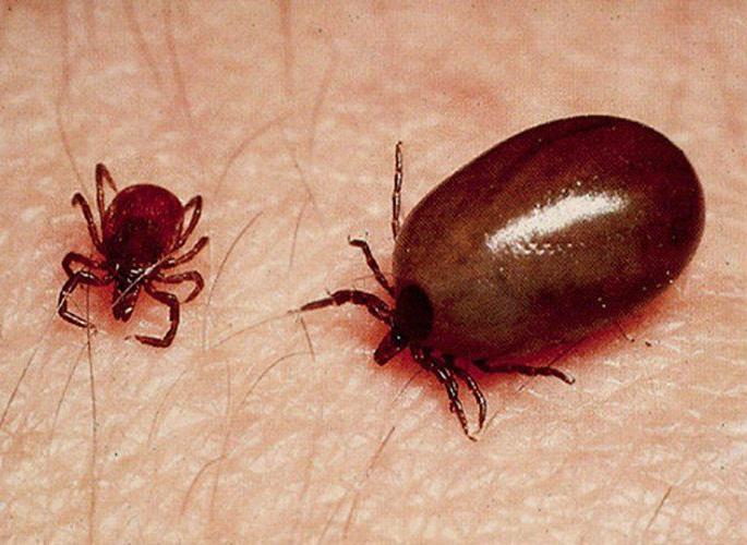 Six cases of scrub typhus were found during the month | महिनाभरात आढळले स्क्रब टायफसचे सहा रुग्ण Six cases of scrub typhus were found during the month | महिनाभरात आढळले स्क्रब टायफसचे सहा रुग्ण