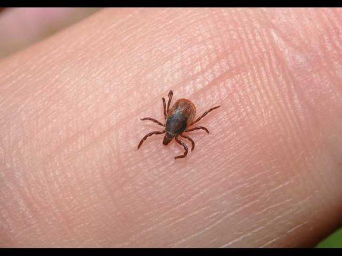 Suspected patient of scrub typhus was found in Khamgaon | खामगावात स्क्रब टायफसचा संशयीत रुग्ण आढळला Suspected patient of scrub typhus was found in Khamgaon | खामगावात स्क्रब टायफसचा संशयीत रुग्ण आढळला