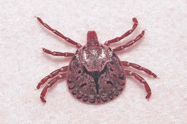 'Scrub Typhus' patients toll above 90 | ‘स्क्रब टायफस’ची रुग्णसंख्या ९३ वर