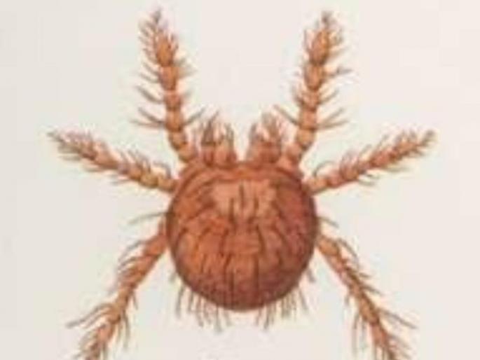 'Scrub typhus' increases the risk of illness; Health Squads | ‘स्क्रब टायफस’ आजाराचा धोका वाढला; आरोग्य पथके गठीत  'Scrub typhus' increases the risk of illness; Health Squads | ‘स्क्रब टायफस’ आजाराचा धोका वाढला; आरोग्य पथके गठीत