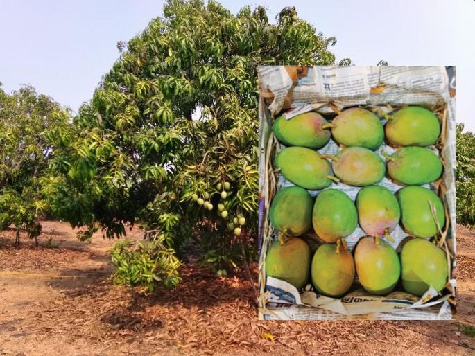 The king of Konkan has come! 11 thousand hapus boxes filed in APMC | कोकणचा राजा आला रे! एपीएमसीत ११ हजार हापूस पेट्या दाखल The king of Konkan has come! 11 thousand hapus boxes filed in APMC | कोकणचा राजा आला रे! एपीएमसीत ११ हजार हापूस पेट्या दाखल