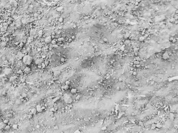 Leopard's roar near the bore, two cows fell down! | बोरजवळा येथे  बिबट्याचा धुमाकुळ, दोन गायींचा पाडला फडशा!