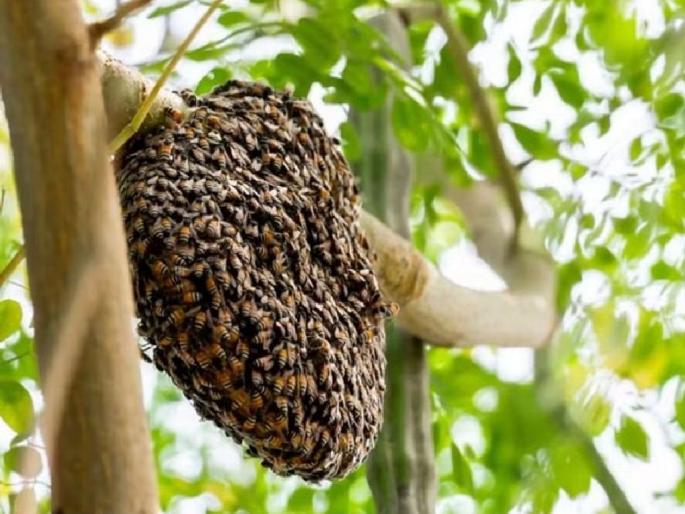 Funeral procession participants attacked by bees, 30 injured; Terror among citizens | अंत्ययात्रेत सहभागींवर मधमाशांचा हल्ला, ३० जण जखमी; नागरिकांत दहशत Funeral procession participants attacked by bees, 30 injured; Terror among citizens | अंत्ययात्रेत सहभागींवर मधमाशांचा हल्ला, ३० जण जखमी; नागरिकांत दहशत