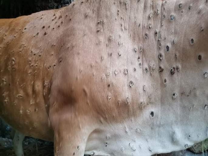 Amravati | 752 animals killed due to Lumpy Virus in two and a half months, 16,214 infected | Amravati | अडीच महिन्यांत लम्पीने दगावली ७५२ जनावरे, १६,२१४ बाधित Amravati | 752 animals killed due to Lumpy Virus in two and a half months, 16,214 infected | Amravati | अडीच महिन्यांत लम्पीने दगावली ७५२ जनावरे, १६,२१४ बाधित