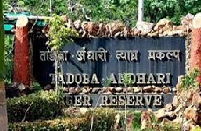 78.79 km extension of Tadoba-Dark Tiger Project | ताडोबा-अंधारी व्याघ्र प्रकल्पाचा ७८.७९ किमीने विस्तार 78.79 km extension of Tadoba-Dark Tiger Project | ताडोबा-अंधारी व्याघ्र प्रकल्पाचा ७८.७९ किमीने विस्तार
