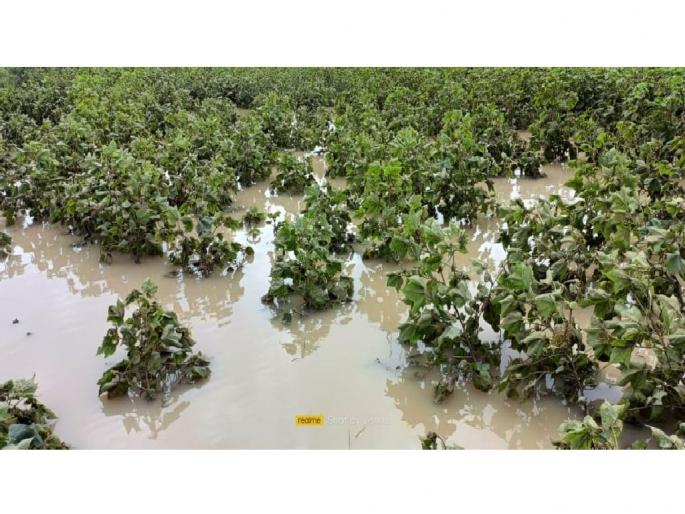 Return rains hit 30 lakh hectares of crops; Soybean, cotton, vegetable damages | अतिवृष्टीसह परतीच्या पावसाने ३० लाख हेक्टरला फटका; सोयाबीन, कापूस, भाजीपाला पिके मातीमोल Return rains hit 30 lakh hectares of crops; Soybean, cotton, vegetable damages | अतिवृष्टीसह परतीच्या पावसाने ३० लाख हेक्टरला फटका; सोयाबीन, कापूस, भाजीपाला पिके मातीमोल