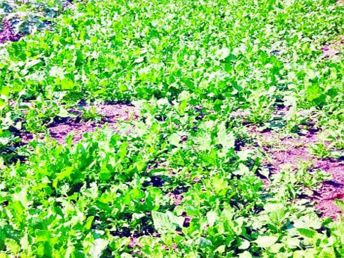 In Meera-Bhayander, leafy gardens on the waters of Gutar | मीरा-भाईंदरमध्ये गटारांच्या पाण्यावर पालेभाजीचे मळे In Meera-Bhayander, leafy gardens on the waters of Gutar | मीरा-भाईंदरमध्ये गटारांच्या पाण्यावर पालेभाजीचे मळे