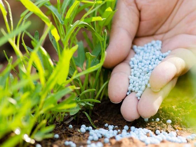Abundant stock of Urea, DAP fertilizer in the district; Supply of 6,411 MT of Urea, 1,087 DAP of Fertilizer so far | जिल्ह्यात युरिया, डीएपी खताचा मुबलक साठा; आतापर्यंत ६,४११ मे.टन युरिया, १,०८७ डीएपी खताचा पुरवठा Abundant stock of Urea, DAP fertilizer in the district; Supply of 6,411 MT of Urea, 1,087 DAP of Fertilizer so far | जिल्ह्यात युरिया, डीएपी खताचा मुबलक साठा; आतापर्यंत ६,४११ मे.टन युरिया, १,०८७ डीएपी खताचा पुरवठा