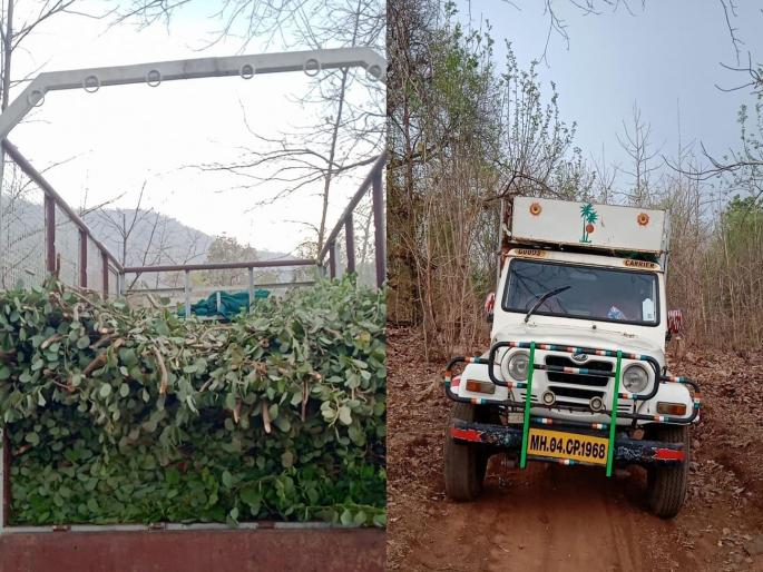 Vigilance of women forest guards; The plan to smuggle Khaira, was foiled | महिला वनरक्षकाची सतर्कता; पालापाचोळ्याखाली दडवून होणाऱ्या खैराच्या तस्करीचा डाव उधळला Vigilance of women forest guards; The plan to smuggle Khaira, was foiled | महिला वनरक्षकाची सतर्कता; पालापाचोळ्याखाली दडवून होणाऱ्या खैराच्या तस्करीचा डाव उधळला