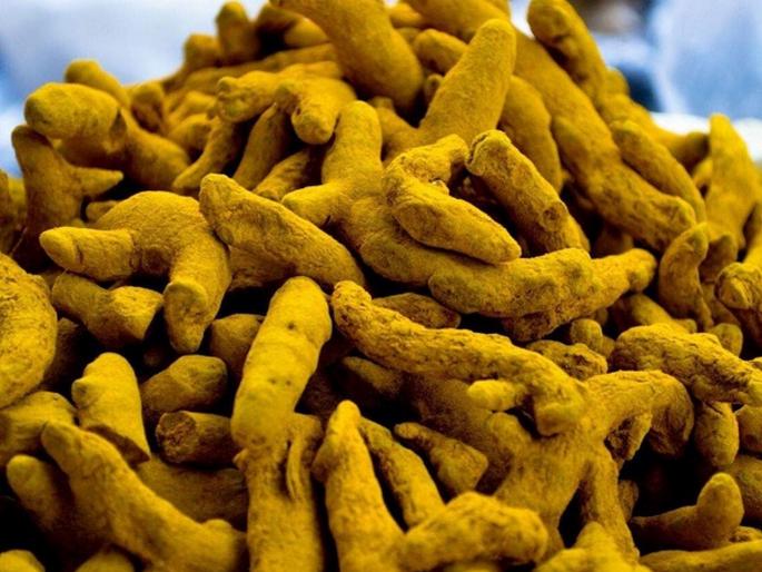 Golden days came and turmeric smiled Market prices are booming, farmers are getting relief | सोनेरी दिवस आले अन् हळद हसली! बाजारभाव तेजीत, शेतकऱ्यांना मिळतोय दिलासा Golden days came and turmeric smiled Market prices are booming, farmers are getting relief | सोनेरी दिवस आले अन् हळद हसली! बाजारभाव तेजीत, शेतकऱ्यांना मिळतोय दिलासा