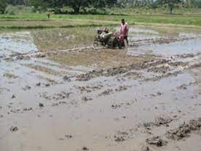 In the district this year, paddy planning in the area of 80 thousand hectares, farmers started working for the summer season | जिल्ह्यात यंदा ८० हजार हेक्टर क्षेत्रात धानाचे नियोजन, उन्हाळी हंगामासाठी शेतकरी लागले कामाला In the district this year, paddy planning in the area of 80 thousand hectares, farmers started working for the summer season | जिल्ह्यात यंदा ८० हजार हेक्टर क्षेत्रात धानाचे नियोजन, उन्हाळी हंगामासाठी शेतकरी लागले कामाला