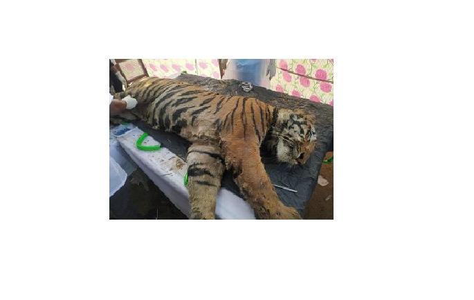 a tiger killed in fight with another tiger | ‘त्या’ वाघाचा मृत्यू वर्चस्वाच्या लढाईतून a tiger killed in fight with another tiger | ‘त्या’ वाघाचा मृत्यू वर्चस्वाच्या लढाईतून