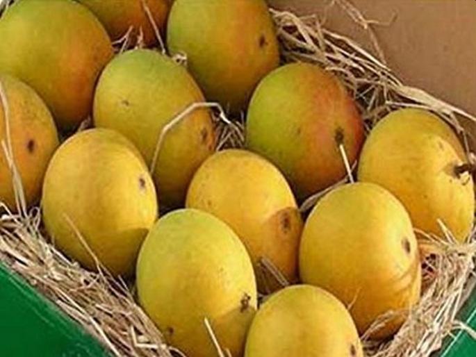 Hapus boxes arrive in Mumbai; But the lesson that consumers have turned around | मुंबईत हापूसच्या पेट्यांची आवक; पण ग्राहकांनी फिरविली पाठ Hapus boxes arrive in Mumbai; But the lesson that consumers have turned around | मुंबईत हापूसच्या पेट्यांची आवक; पण ग्राहकांनी फिरविली पाठ