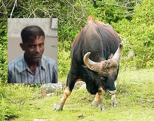 Farmer seriously injured in cow attack at Shelapbambar ta, Radhanagari | शेळपबांबर ता, राधानगरी येथे गव्याच्या हल्ल्यात शेतकरी गंभीर जखमी Farmer seriously injured in cow attack at Shelapbambar ta, Radhanagari | शेळपबांबर ता, राधानगरी येथे गव्याच्या हल्ल्यात शेतकरी गंभीर जखमी