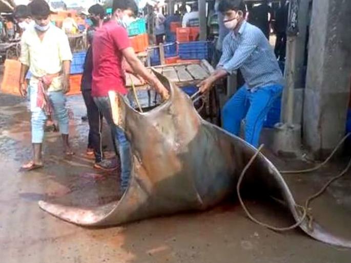 Rare fish of around 800 kg found rs 20 lakh digha west bengal | अरे व्वा! लॉकडाऊनमध्ये मासेमाराला सापडला तब्बल ८०० किलोंचा मासा; अन् 'एवढ्या' लाखांना झाली विक्री Rare fish of around 800 kg found rs 20 lakh digha west bengal | अरे व्वा! लॉकडाऊनमध्ये मासेमाराला सापडला तब्बल ८०० किलोंचा मासा; अन् 'एवढ्या' लाखांना झाली विक्री