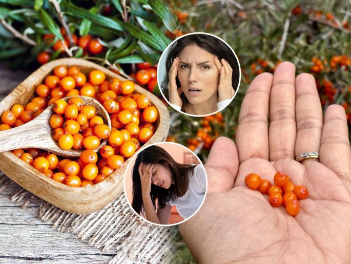 sea buckthorn health benefits for diabetes and cholesterol natural remedies for blood sugar control | रक्तातली साखर-कोलेस्टेरॉल कमी करणारं इटुकलं फळ, पंतप्रधान मोदींनीही सांगितले होते त्याचे फायदे