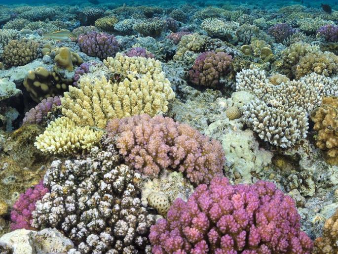 samples of 466 live corals seized from passengers at dubai at pune airport | पुणे विमानतळावर दुबईहून आलेल्या प्रवाशांकडून जिवंत ४६६ प्रवाळ जप्त samples of 466 live corals seized from passengers at dubai at pune airport | पुणे विमानतळावर दुबईहून आलेल्या प्रवाशांकडून जिवंत ४६६ प्रवाळ जप्त