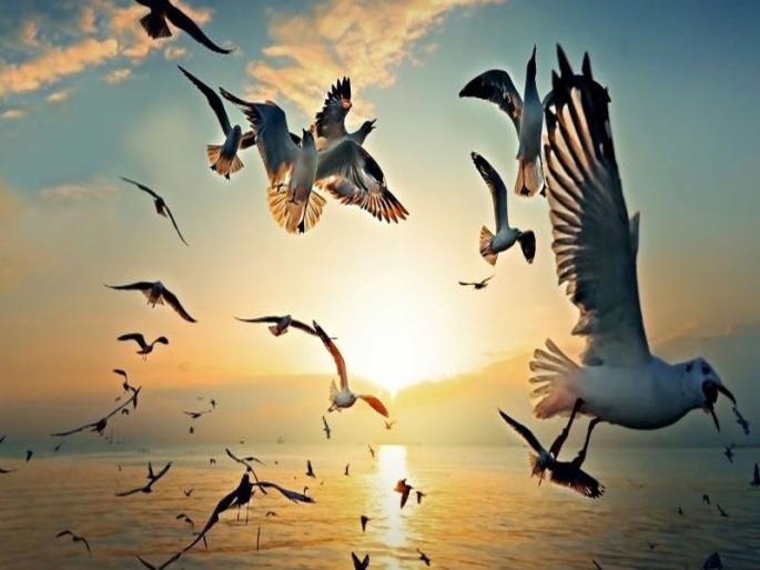Feeding sea gals birds may change their natural habits | सी-गल्स पक्ष्यांना खायला घालणं कितपत योग्य ? Feeding sea gals birds may change their natural habits | सी-गल्स पक्ष्यांना खायला घालणं कितपत योग्य ?