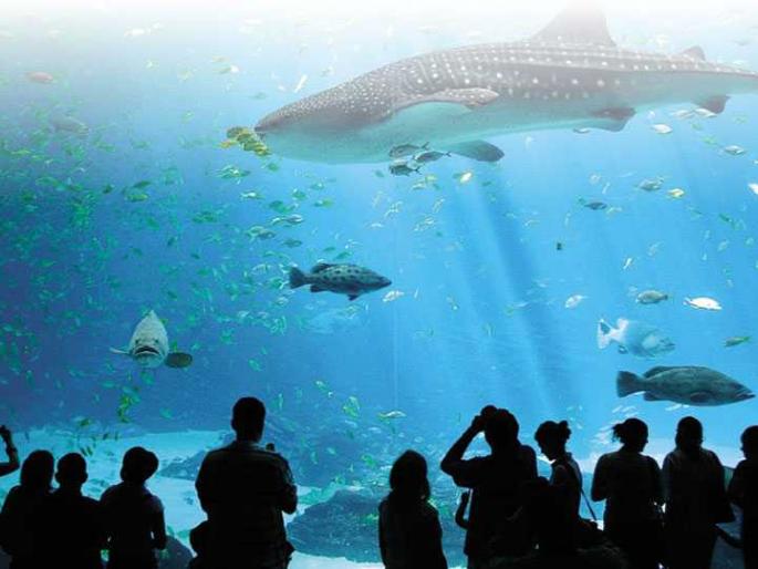 Sindhudurg: The C-World project should be implemented immediately, resolution in the Zilla Parishad meeting | सिंधुदुर्ग : सी-वर्ल्ड प्रकल्प तत्काळ मार्गी लागावा, जिल्हा परिषद सभेत ठराव