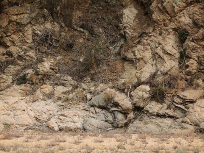 Can you find deer in this pic, photo goes viral on social media | तिसरा डोळा! 'या' फोटोत लपलंय एक हरिण, सापडल्यावर जागेवरच मारू लागला उड्या!