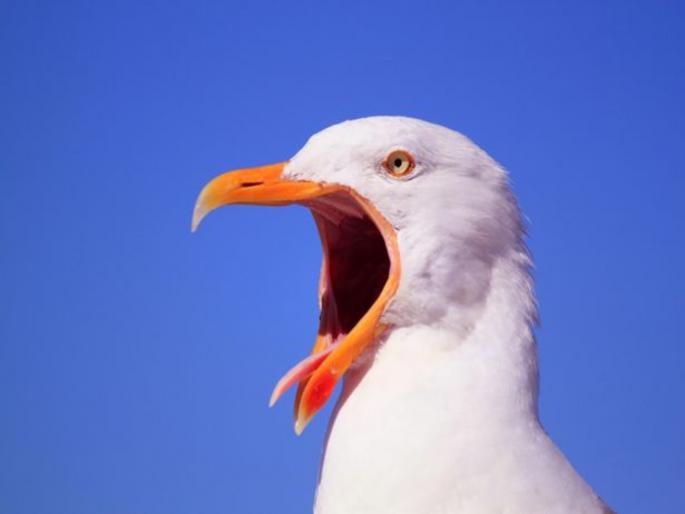 UFO expert claims seagulls may be new spy working for aliens | UFO एक्सपर्टने केला अजब दावा, एलियन्ससाठी काम करत आहेत पक्षी!