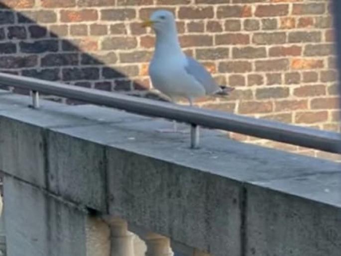 seagull bird barking like a dog, barking seagull video goes viral | हुबेहुब कुत्र्याचा आवाज काढतो हा पक्षी, व्हिडिओ पाहुन म्हणाल...असा नकलाकार होणे नाही! seagull bird barking like a dog, barking seagull video goes viral | हुबेहुब कुत्र्याचा आवाज काढतो हा पक्षी, व्हिडिओ पाहुन म्हणाल...असा नकलाकार होणे नाही!