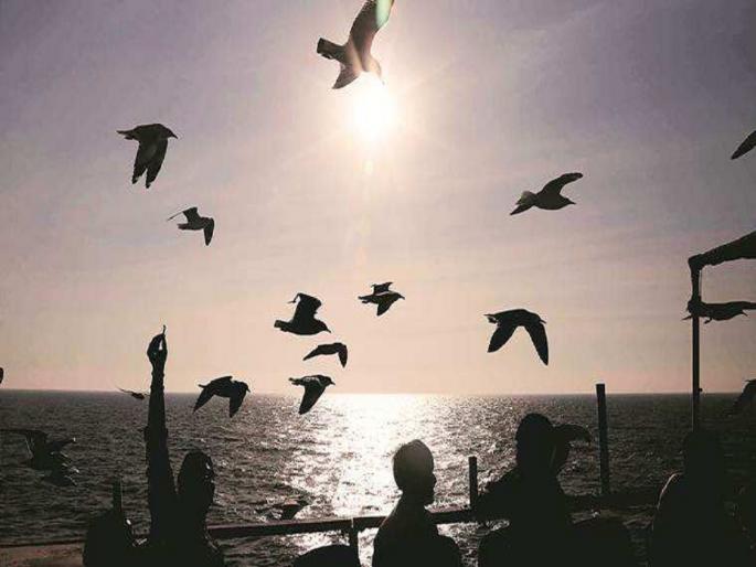 this company paying rs 20 thousand per day to keep seagulls away from fishes | OMG! 'या' कंपनीत पक्ष्यांना हाकलण्याची नोकरी; दररोज मिळतील 20 हजार रुपये this company paying rs 20 thousand per day to keep seagulls away from fishes | OMG! 'या' कंपनीत पक्ष्यांना हाकलण्याची नोकरी; दररोज मिळतील 20 हजार रुपये